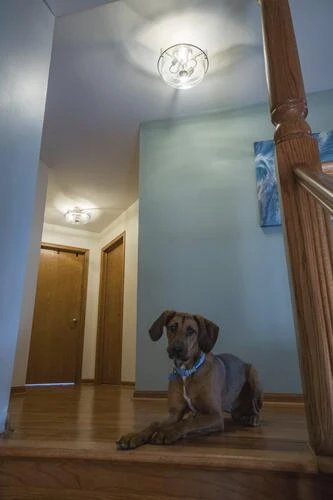 Buy 🔔 Patriot Lighting® Addison Satin Nickel Semi-Flush Mount Ceiling Light 🧨 10 Buy 🔔 Patriot Lighting® Addison Satin Nickel Semi-Flush Mount Ceiling Light 🧨 - Image 8